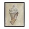 Stupell Industries Tan Toned Conch Shell Floating Frame By Michael Willett